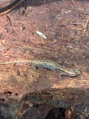 Desmognathus wrighti