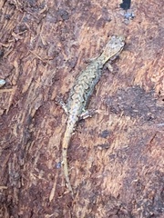 Desmognathus wrighti