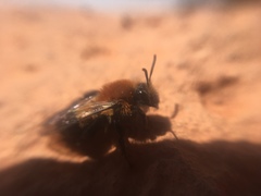 Andrena