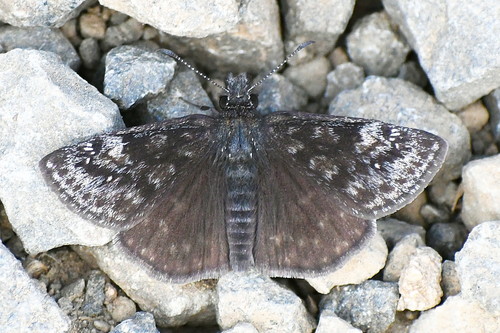 Persius Duskywing