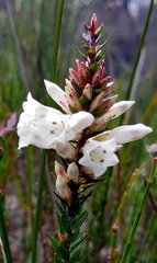 Epacris obtusifolia