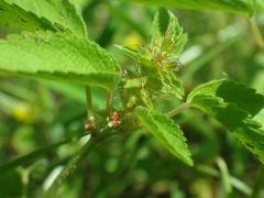 Acalypha neomexicana
