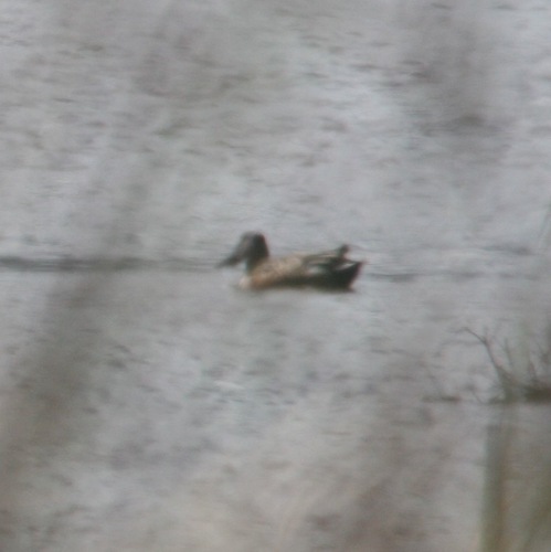 Spatula clypeata observed 2015-01-10