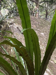 Asplenium simplicifrons