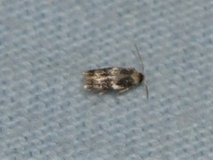 Acalyptris thoracealbella