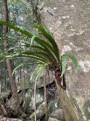Asplenium simplicifrons