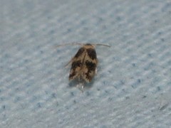 Acalyptris thoracealbella