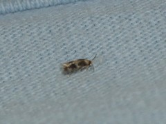 Acalyptris thoracealbella