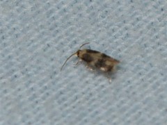 Acalyptris thoracealbella