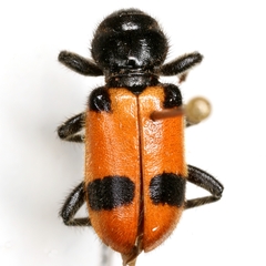 Enoclerus spinolae