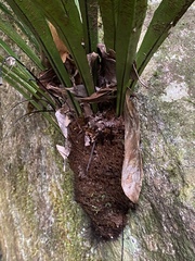 Asplenium simplicifrons