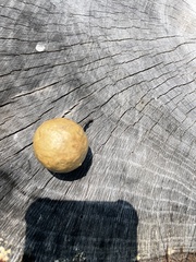 Amphibolips quercusinanis