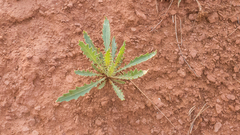 Mentzelia decapetala