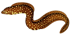 Yellow-Spotted Moray photo 3