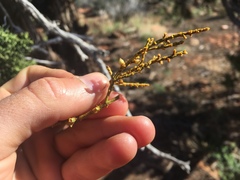 Phoradendron juniperinum