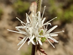 Monardella hypoleuca