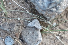 Digrammia denticulata