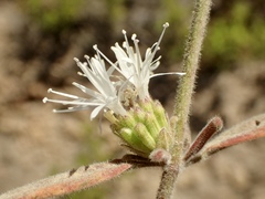 Monardella hypoleuca