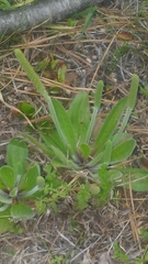 Plantago virginica