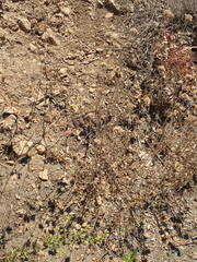 Monardella hypoleuca