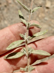 Monardella hypoleuca