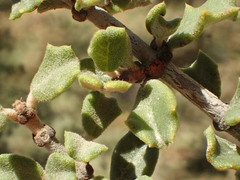 Ceanothus otayensis