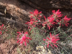 Castilleja scabrida scabrida