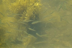 Alosa pseudoharengus