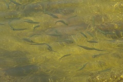 Alosa pseudoharengus