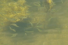 Alosa pseudoharengus