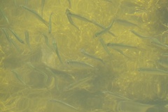 Alosa pseudoharengus