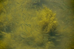 Alosa pseudoharengus