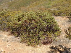 Arctostaphylos otayensis