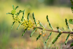Asclepias obovata