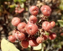 Arctostaphylos otayensis