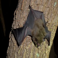 Scotophilus dinganii