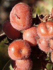 Arctostaphylos otayensis