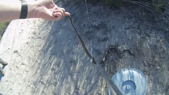 Dispholidus typus typus