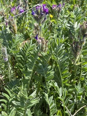 Oxytropis erecta