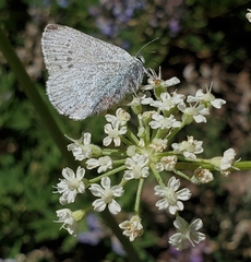 Satyrium semiluna