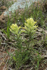 Castilleja citrina
