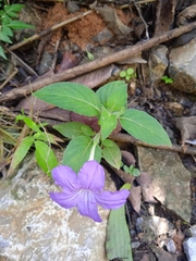 Ruellia lactea