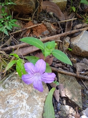 Ruellia lactea
