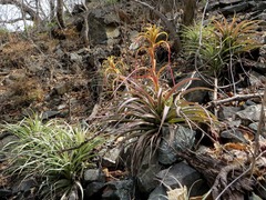 Tillandsia rhodocephala