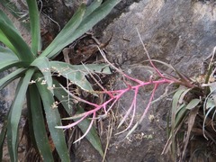 Tillandsia ulrici