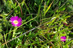 Carpobrotus glaucescens