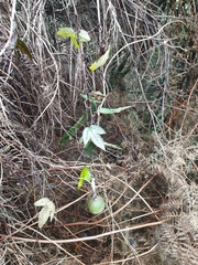 Passiflora pinnatistipula