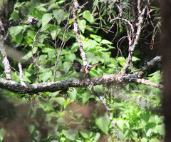 Pipilo maculatus macronyx