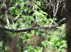 Pipilo maculatus macronyx