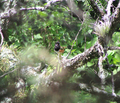 Pipilo maculatus macronyx